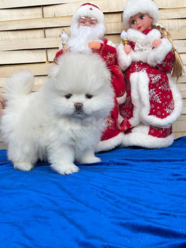 Померанский шпиц мальчик и девочка 10.11.2025г д/р окрас  светлый крем , с документами ,ветеринарным - Орск