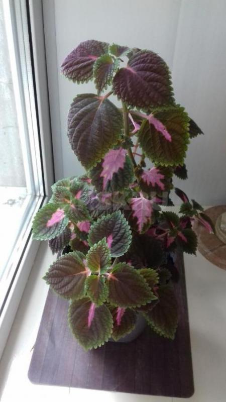 Продам комнатный цветок "Георгий победоносец", "Девичий виноград&quot - Орск