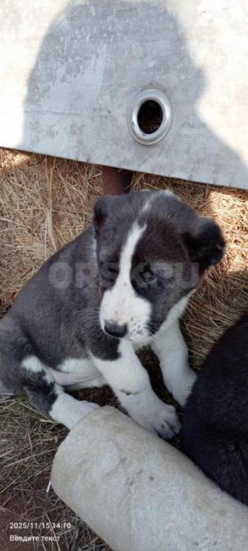 Продам щенков среднеазиатской овчарки (алабай) настоящие защитники - Орск