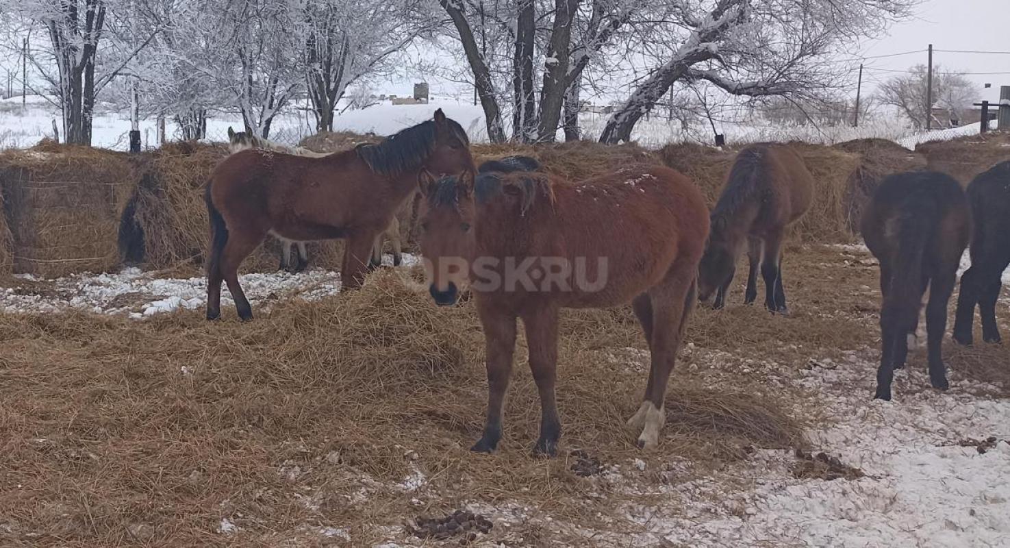 Продам жеребят 10 голов, 5 кобылок и 5 жеребчиков, по 45000 рублей. - Ясный