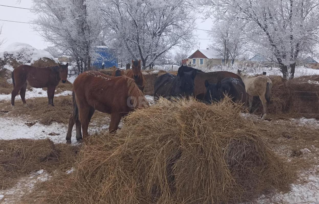 Продам жеребят 10 голов, 5 кобылок и 5 жеребчиков, по 45000 рублей. - Ясный