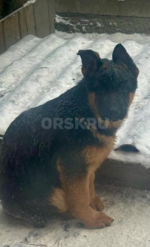 Щенок немецкой овчарки.(девочка) Д.р. 24.08.25  ( 4 месяца.). . - Орск