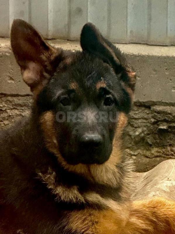 Щенок немецкой овчарки.(девочка) Д.р. 24.08.25  ( 4 месяца.). . - Орск