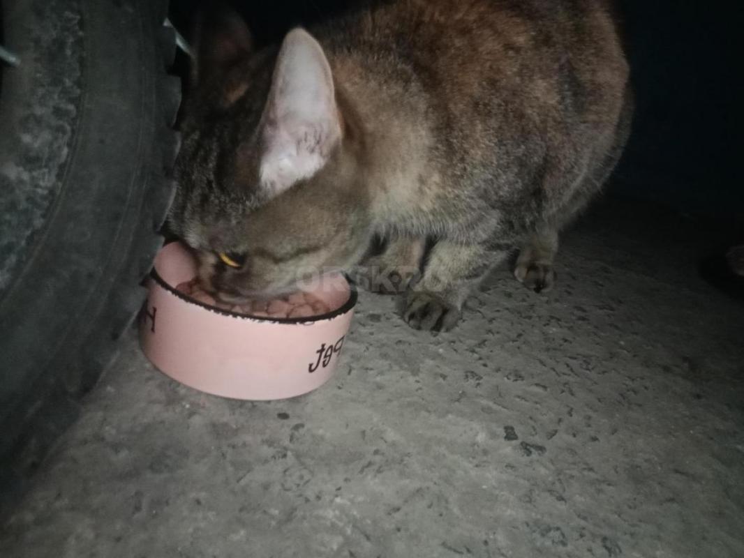 Срочно
У нас в подъезде (на ул. - Орск