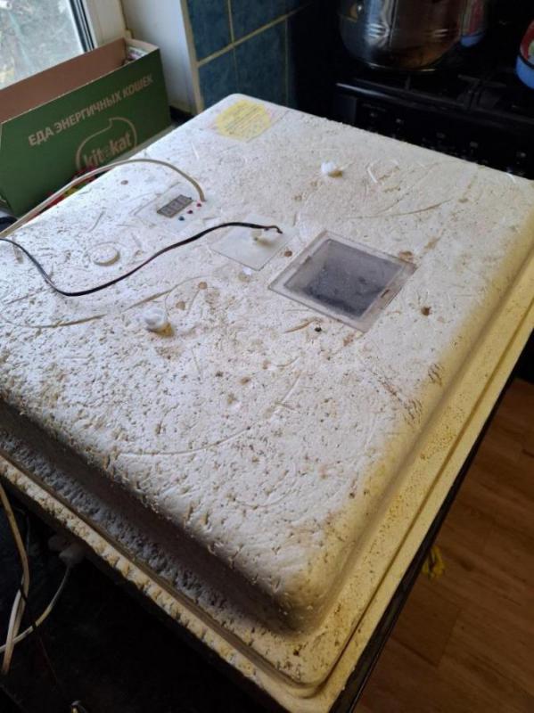 Продам бытовой инкубатор. - Орск