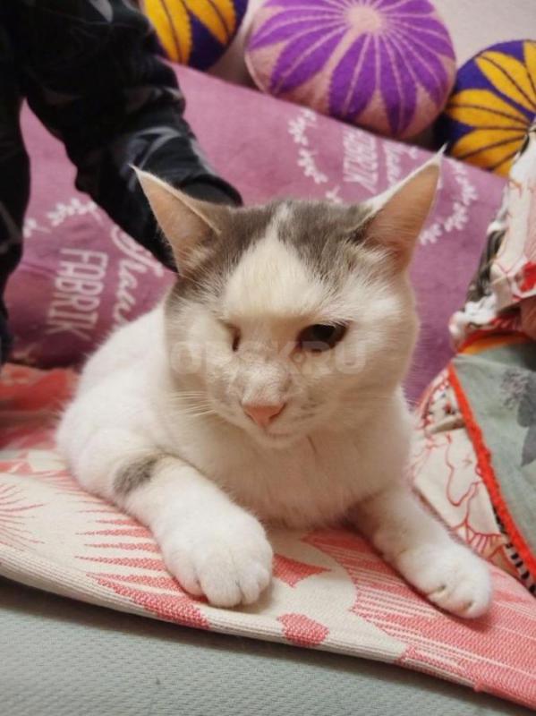 SOS- у них умерла хозяйка. - Орск