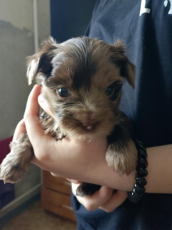 Если вы хотите супер красивую собачку эксклюзив тогда Вам к нам. - Орск