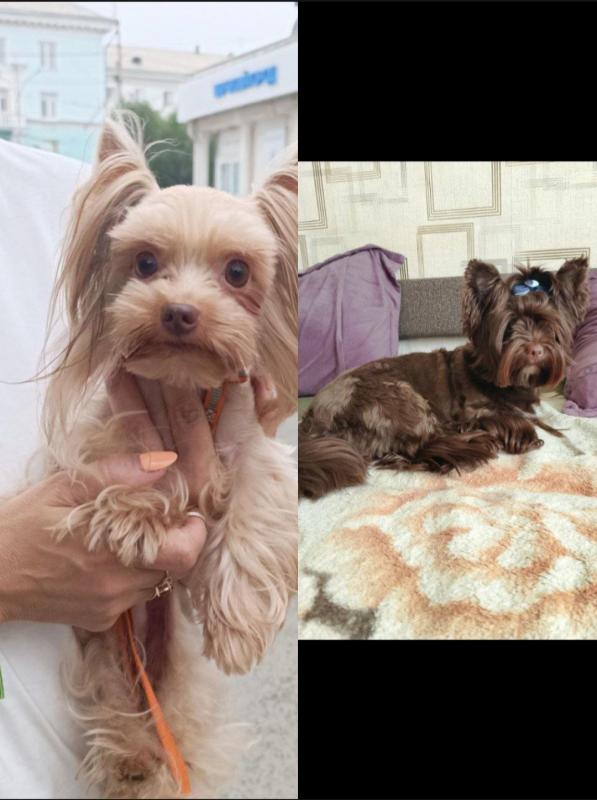 Если вы хотите супер красивую собачку эксклюзив тогда Вам к нам. - Орск