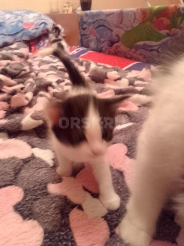 отдам в добрые руки котят, 2 девочки и черный мальчик, возраст 1 месяц - Орск