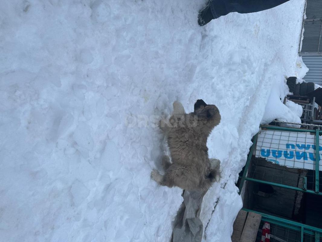 Щенки Западно-Сибирской лайки! - Орск