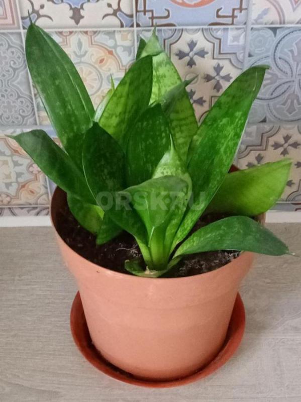 Продам комнатные растения-  каланхоэ декоративный и лечебный, сансевиерию, фиалки, фикус мелколистны - Орск