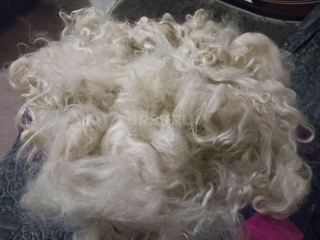 Продам козий пух.  250 руб -100гр. - Орск