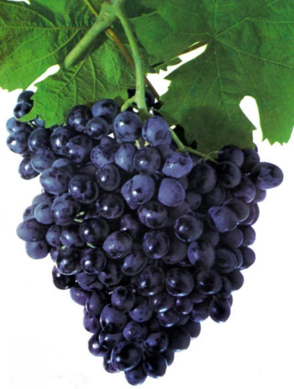 Саженцы нашего края! - Новотроицк