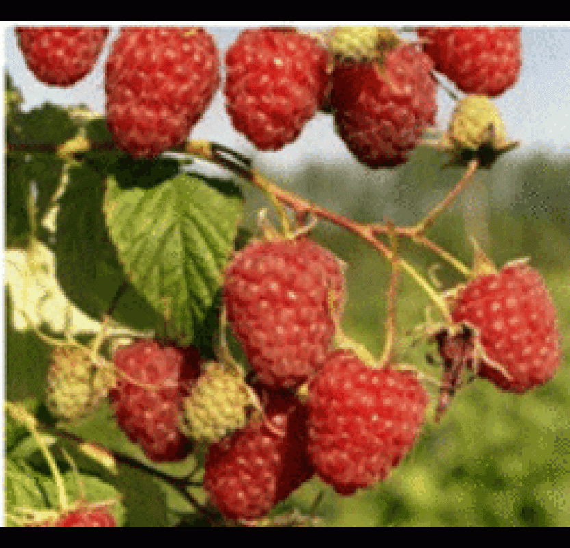 Саженцы нашего края! - Новотроицк