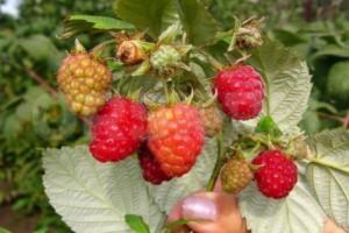 Саженцы нашего края! - Новотроицк