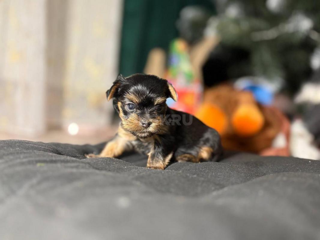 Открыта бронь на очень красивых и милых щенков йоркширский терьер родились 16.12.2025г! - Орск