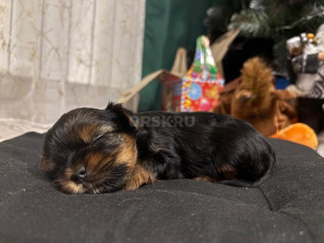 Открыта бронь на очень красивых и милых щенков йоркширский терьер родились 16.12.2025г! - Орск