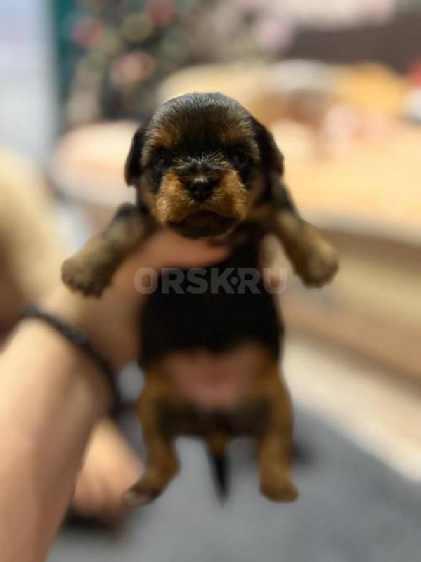 Открыта бронь на очень красивых и милых щенков йоркширский терьер родились 16.12.2025г! - Орск