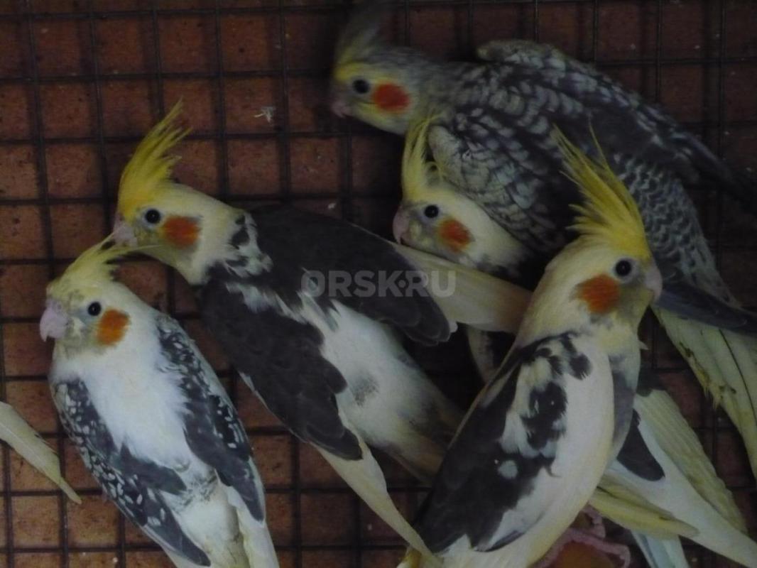 Продам молодых птенцов попугаев Корелл, местного разведения. - Орск