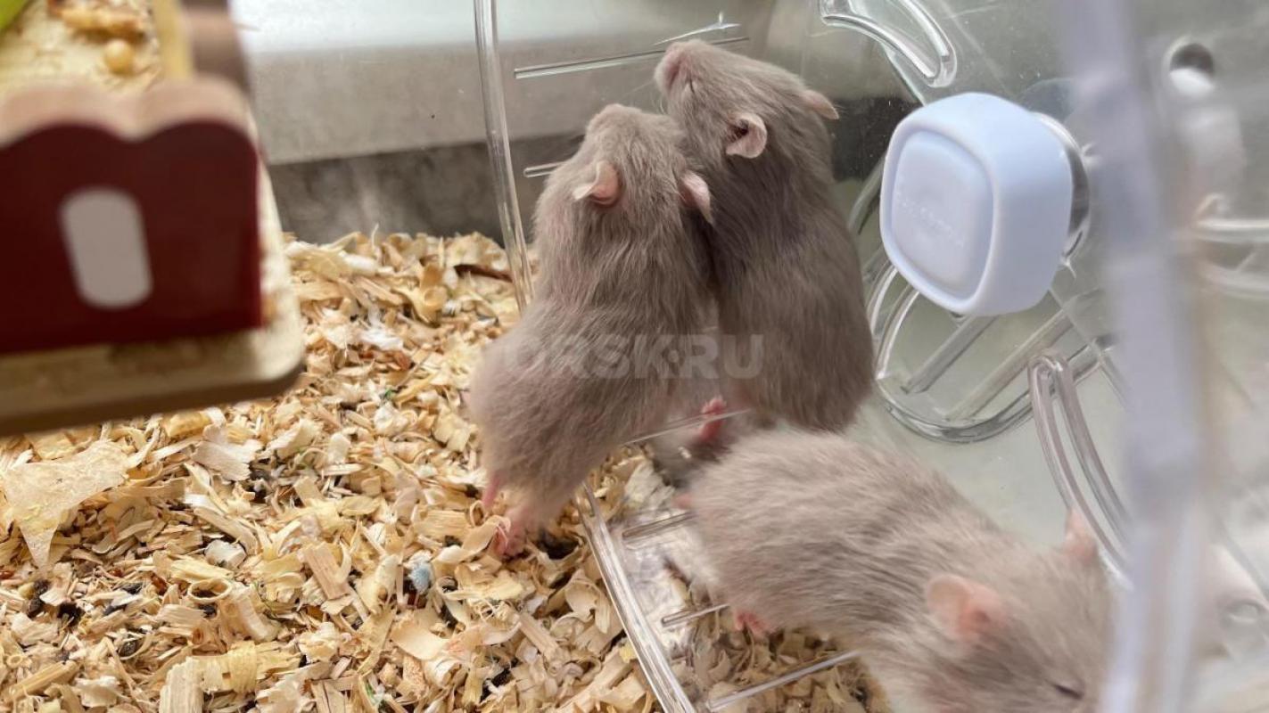 Отдам сирийский хомячков - Орск