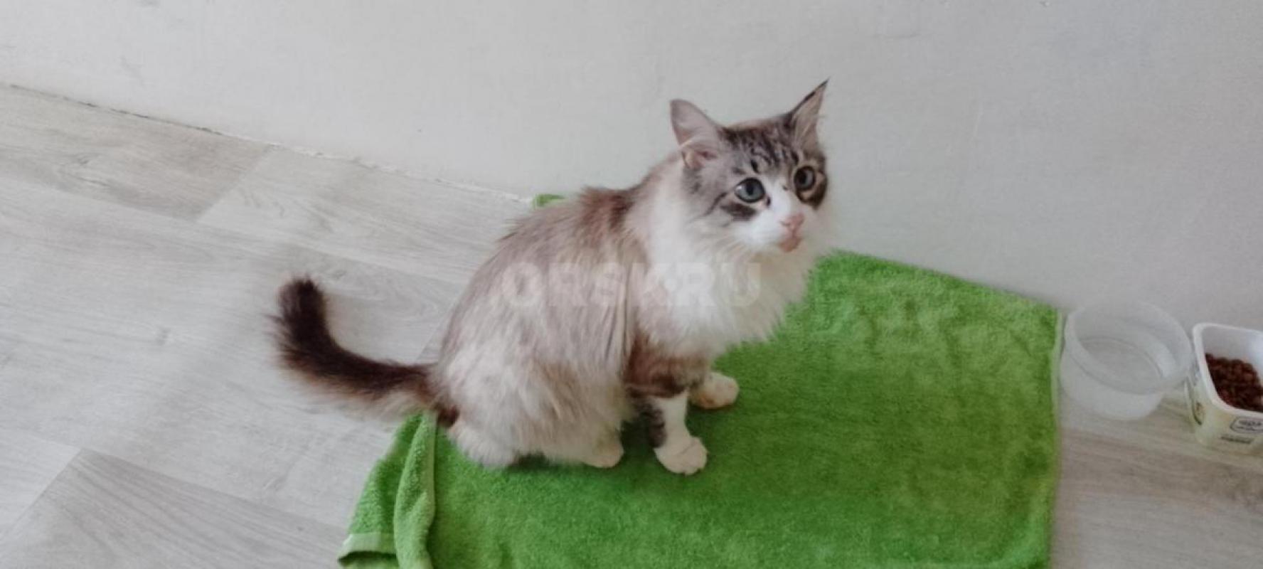 Молодая девочка Мэйн- Кун металась на улице в лютые морозы. - Орск