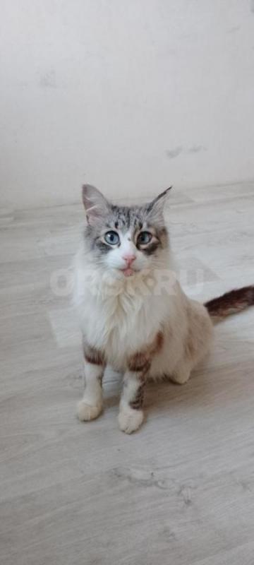 Молодая девочка Мэйн- Кун металась на улице в лютые морозы. - Орск