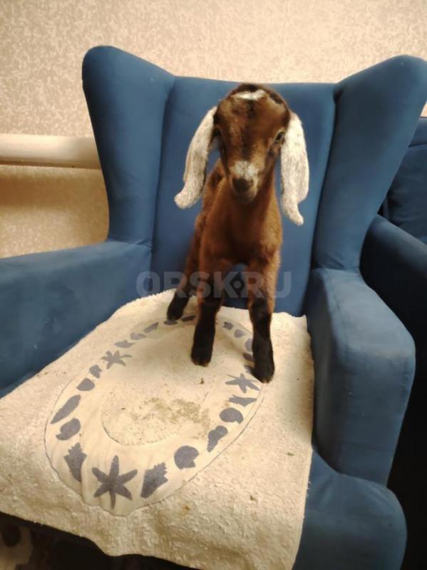 Продам нубийских козликов . - Орск