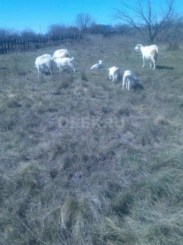 Продам Козочку. - Орск