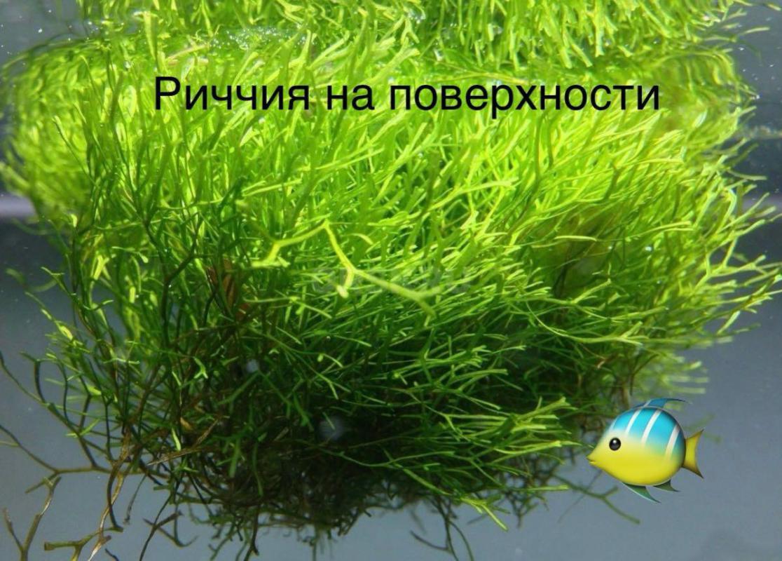 Аквариумное растение Риччия ,порция как на фото 500₽,Также есть Ломариопсис - Орск