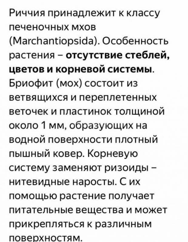 Аквариумное растение Риччия ,порция как на фото 500₽,Также есть Ломариопсис - Орск