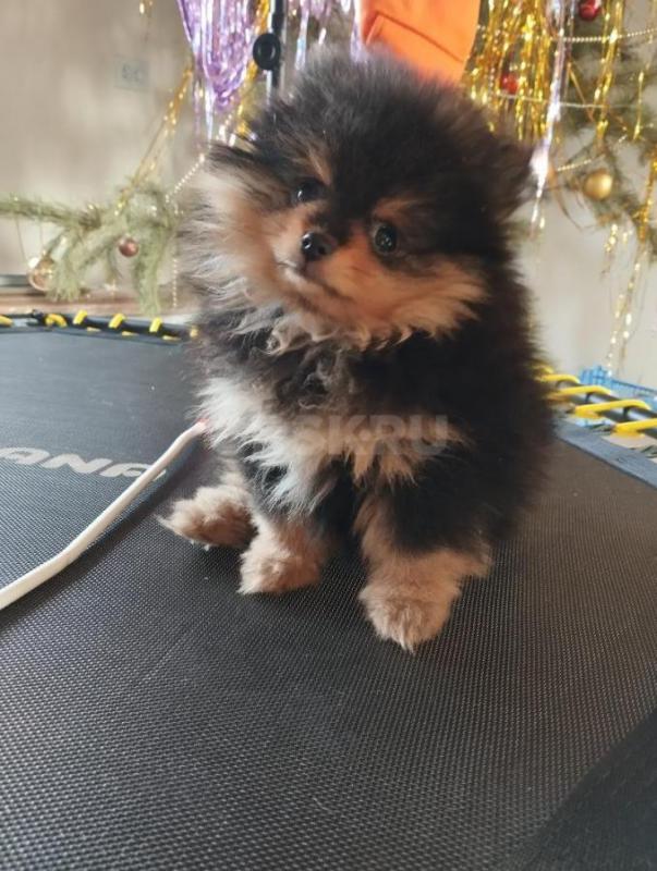 Готовится к продажи щенок шпица. - Орск