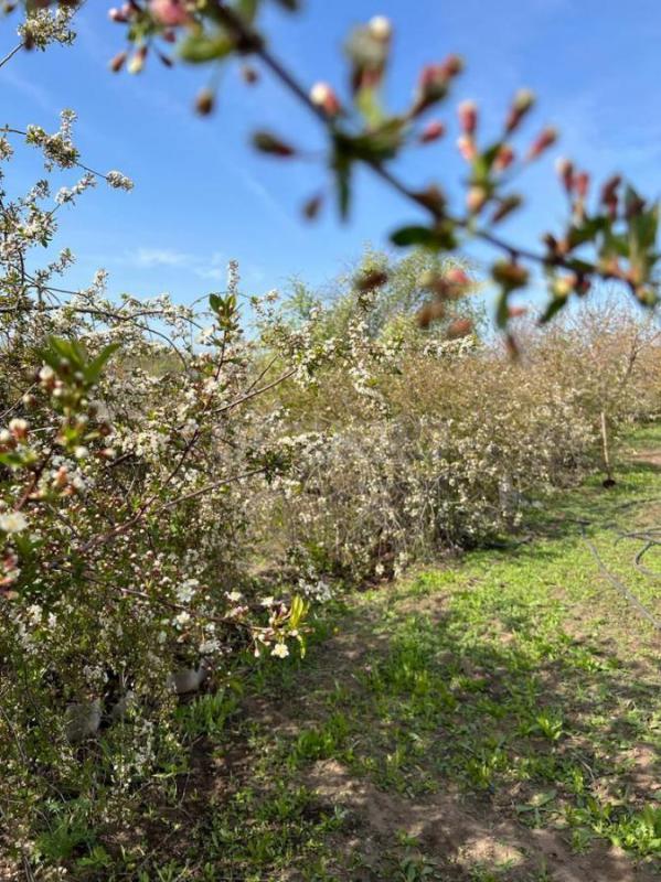 Продам
Cад огород в общ.;УРОЖАЙ ОЗТП 7 мкр.. - Орск