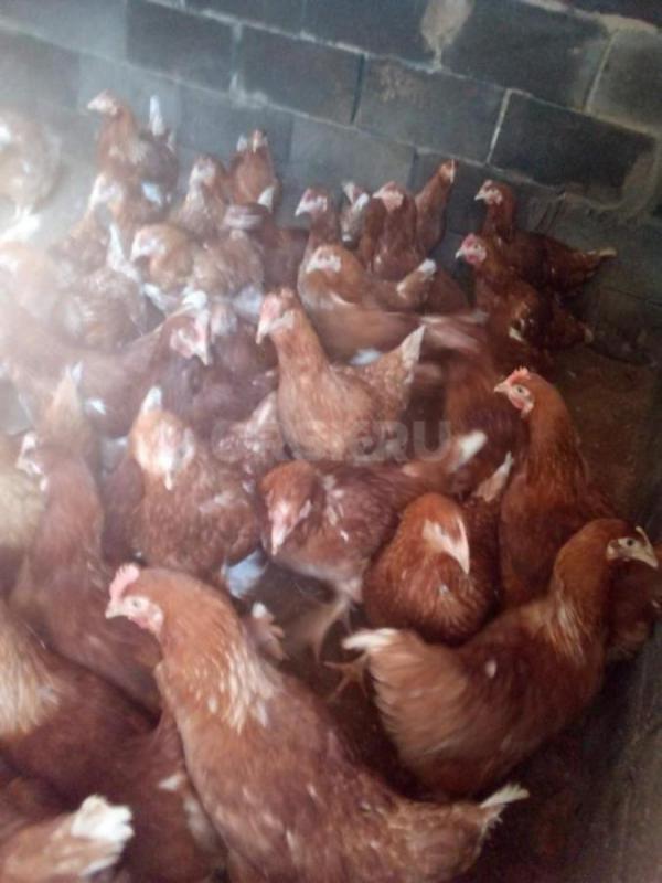 Принимаю заявки на курей-молодок Ломан Браун 4,5 мес, Ломан Классик 4месяца, куры вакцинированы, вет - Орск