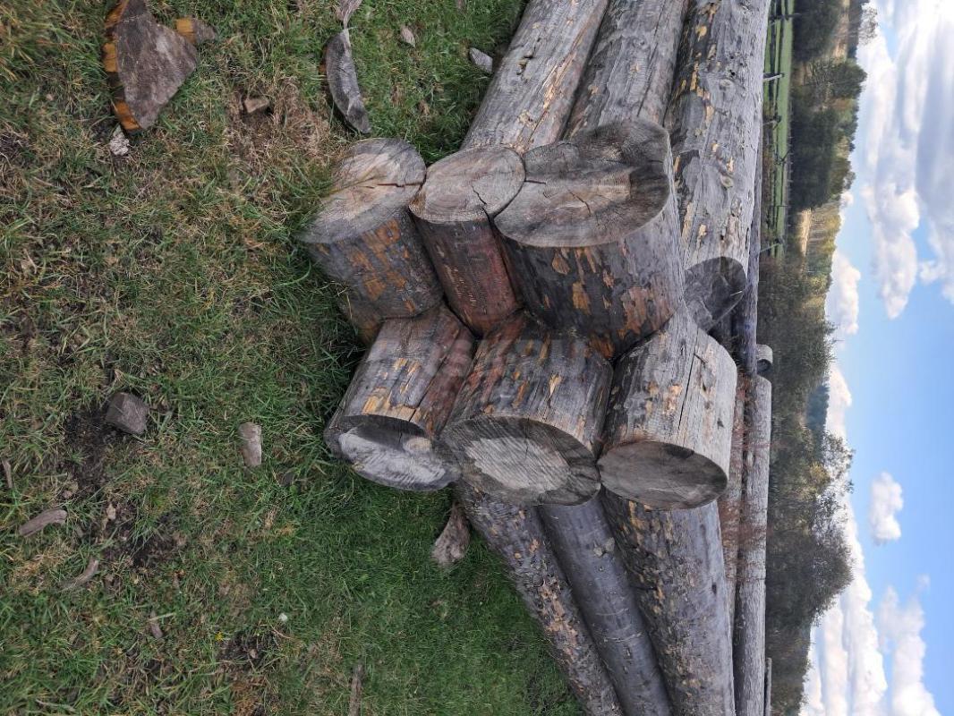 Срубы из сосны любых размеров под заказ. - Орск