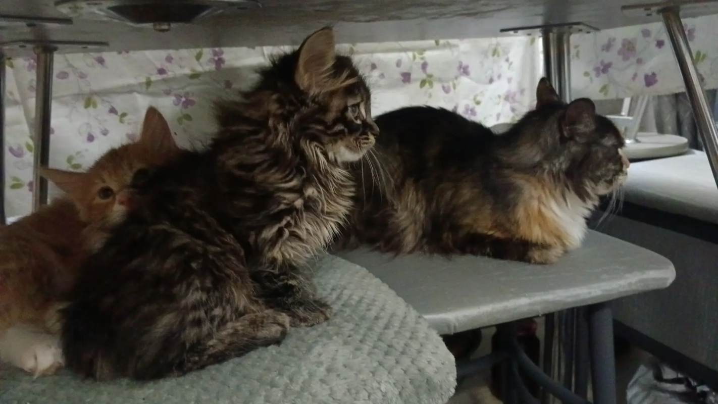 чудесные котята породы КУРИЛЬСКИЙ БОБТЕЙЛ - Новотроицк