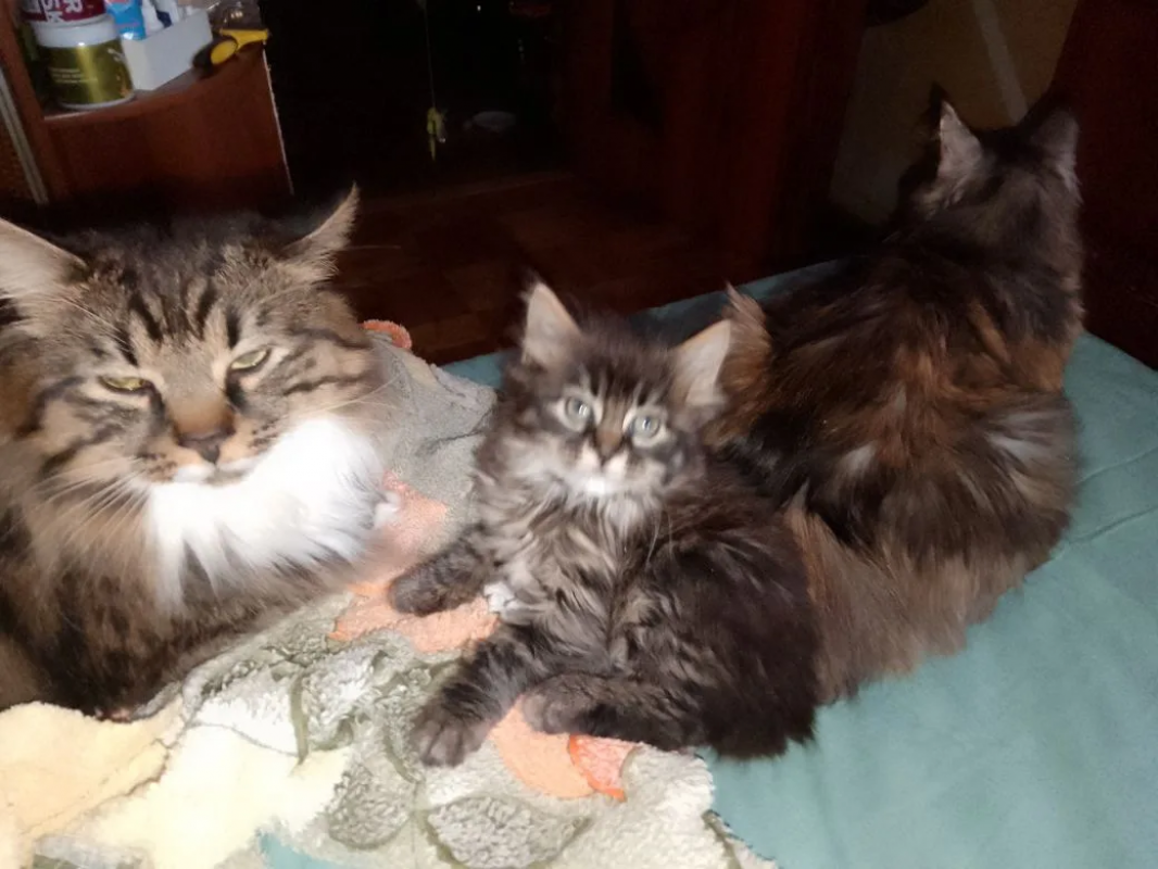 чудесные котята породы КУРИЛЬСКИЙ БОБТЕЙЛ - Новотроицк