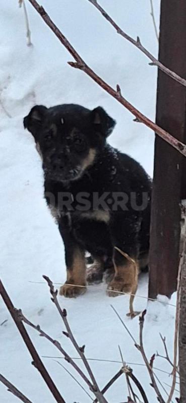 Орск, Новотроицк, Гай и другие населённые пункты, Земляки ! - Орск