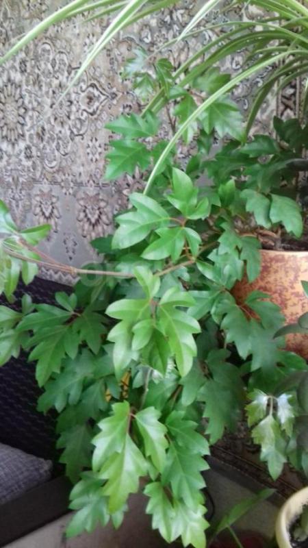 Продам комнатный цветок "Георгий победоносец", "Девичий виноград&quot - Орск