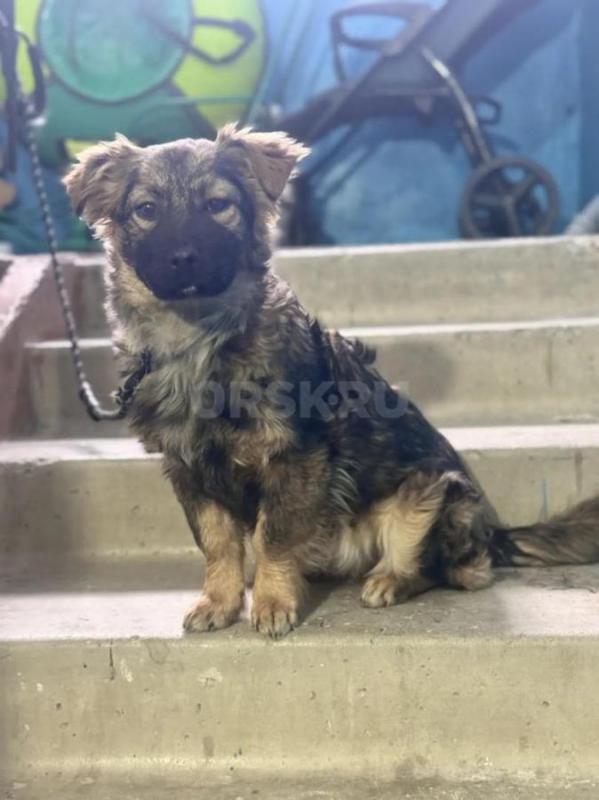 Собака очень спокойная, любвеобильная. - Орск