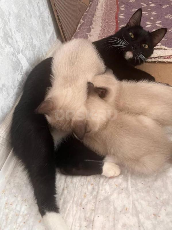 Отдам котят. - Орск