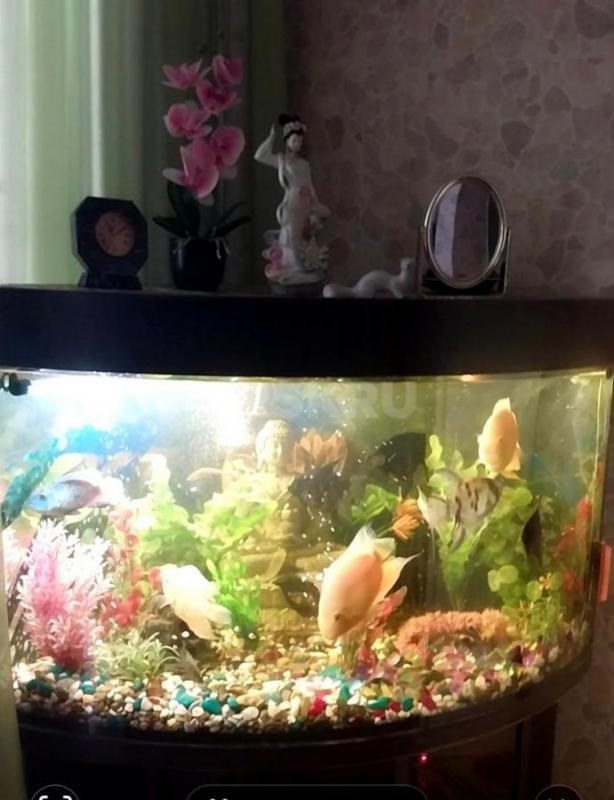 Угловой аквариум с тумбочкой, крупными рыбками- Северум,  Скалярии, Боции- 11 штук,  погружными ламп - Орск