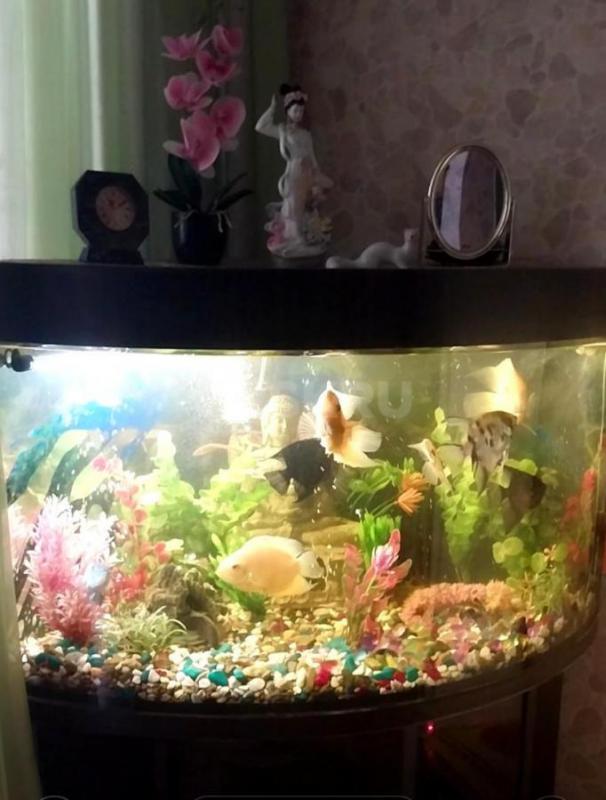 Угловой аквариум с тумбочкой, крупными рыбками- Северум,  Скалярии, Боции- 11 штук,  погружными ламп - Орск