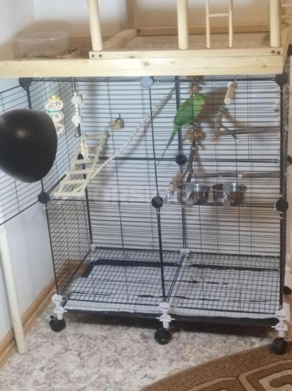 Продаю молодого ожерелового попугая (возраст 6 месяцев) вместе с полным комплектом для содержания. - Орск