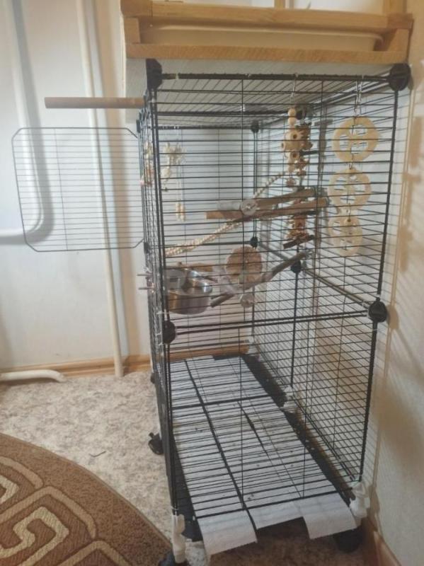 Продаю молодого ожерелового попугая (возраст 6 месяцев) вместе с полным комплектом для содержания. - Орск