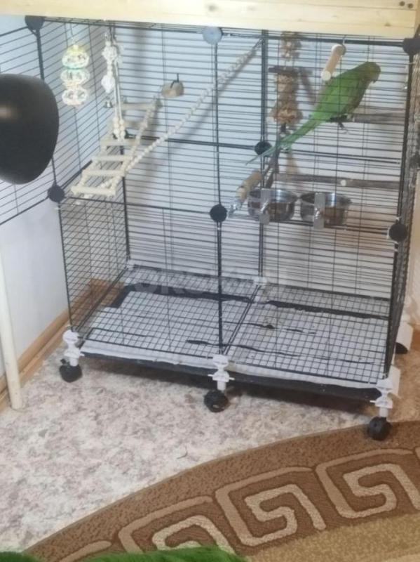 Продаю молодого ожерелового попугая (возраст 6 месяцев) вместе с полным комплектом для содержания. - Орск