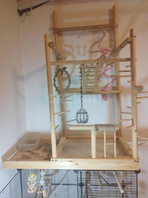 Продаю молодого ожерелового попугая (возраст 6 месяцев) вместе с полным комплектом для содержания. - Орск