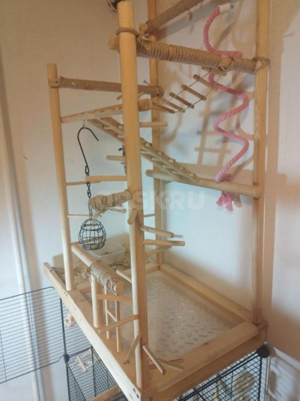 Продаю молодого ожерелового попугая (возраст 6 месяцев) вместе с полным комплектом для содержания. - Орск