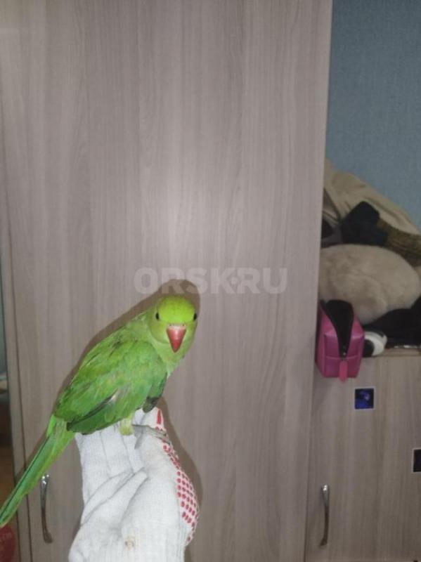Продаю молодого ожерелового попугая (возраст 6 месяцев) вместе с полным комплектом для содержания. - Орск