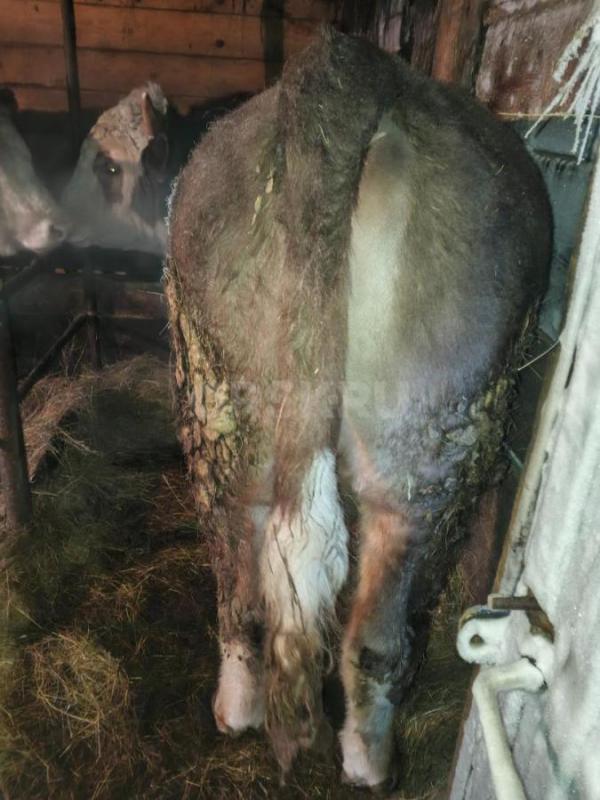 Продам быка на мясо или племя - Орск