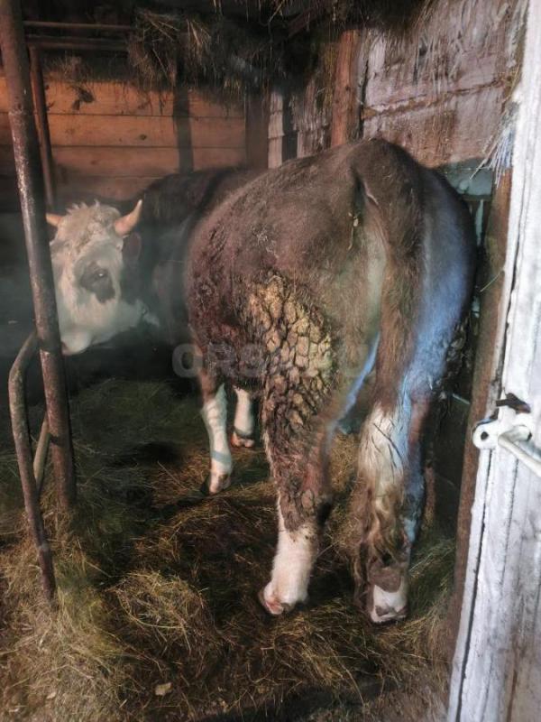 Продам быка на мясо или племя - Орск